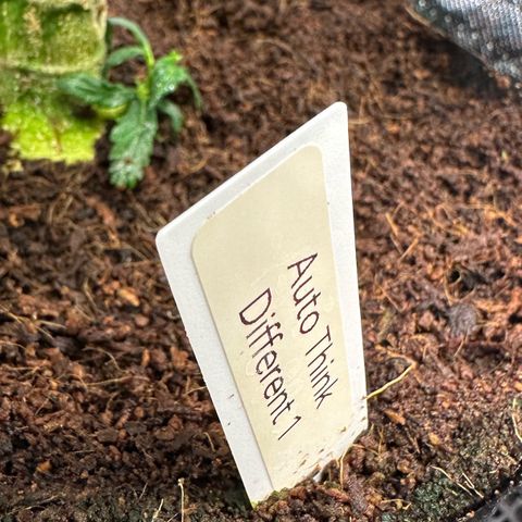 Auto Think Different  #1 growlog timeline photo