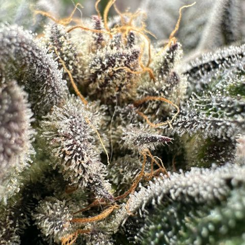 Misc x (LA Kush x Zkittles) #28 13.53g growlog timeline photo