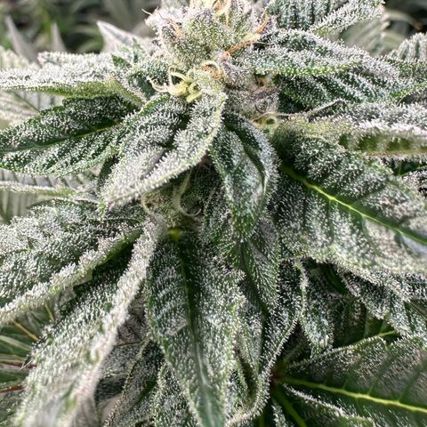 MiscxLAZ 5-4 34.63g growlog timeline photo