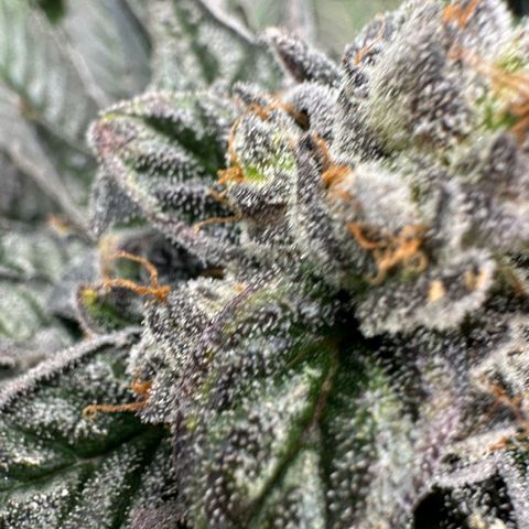 Misc x (LA Kush x Zkittles) #05 growlog timeline photo