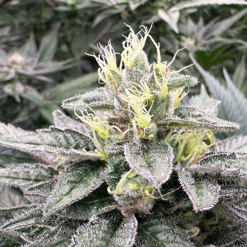 CxLAZ #03 C #1 58.58g growlog timeline photo