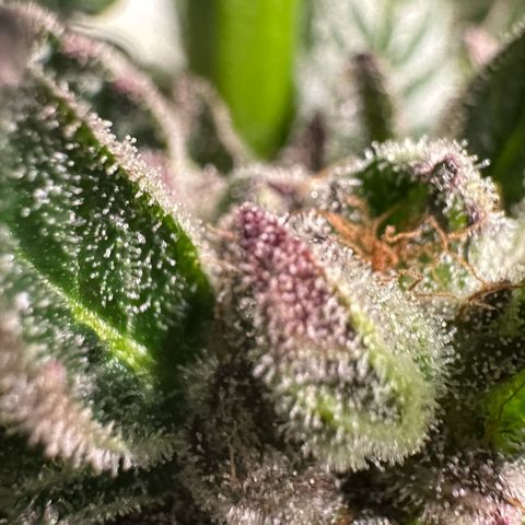 Misc x (LA Kush x Zkittles) #35 28.55g growlog timeline photo