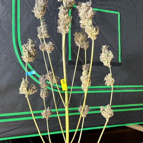 CxLAZ #03 45.52g growlog photo: Moved to plastic bag
