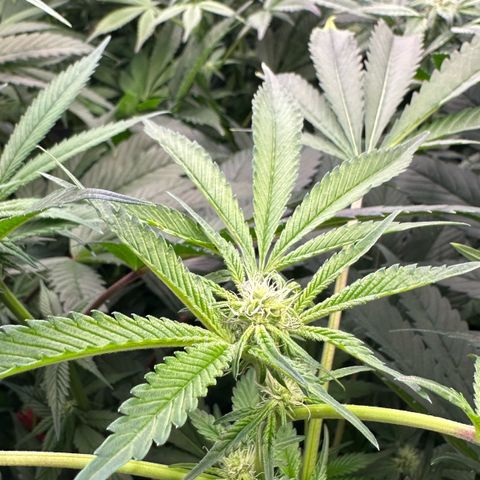 CxLAZ #31 C growlog timeline photo