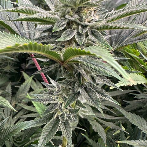 MiscxLAZ #26 C #1 47.15g growlog timeline photo