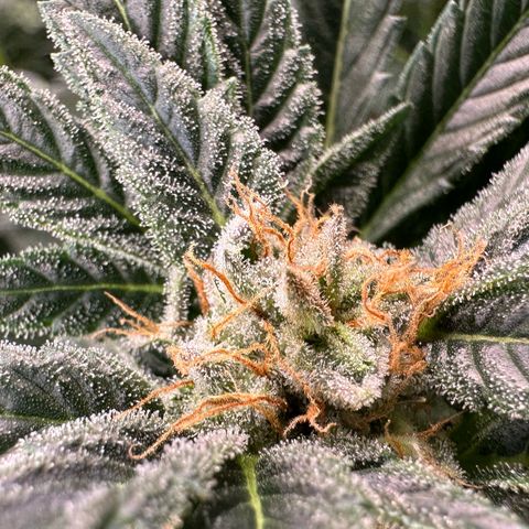 Fuel D.OG #2 Female 49.44g M growlog timeline photo