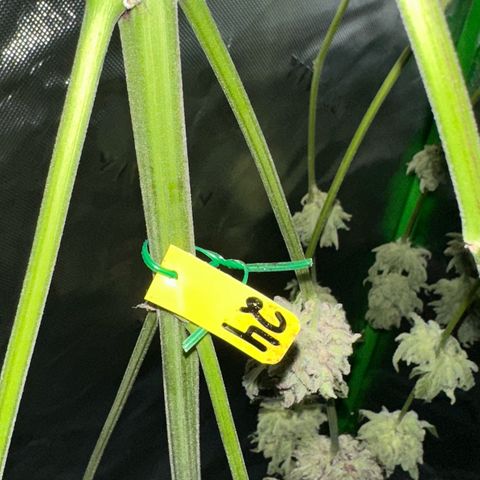 CxLAZ #24 37.13g growlog timeline photo