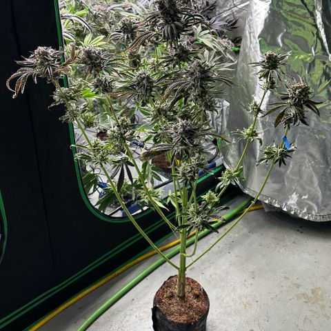 Misc x (LA Kush x Zkittles) #26 60.7g growlog photo: Harvest day
