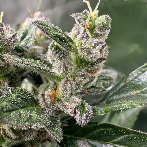 Auto Think Different  #1 growlog timeline photo