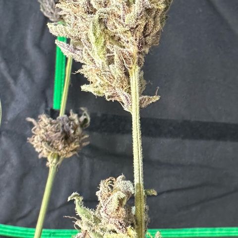 CxLAZ #03 45.52g growlog photo: Moved to plastic bag