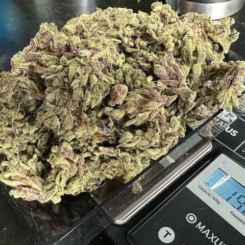 Misc x (LA Kush x Zkittles) #33 19.08g growlog photo: 19g total put in Grove bag