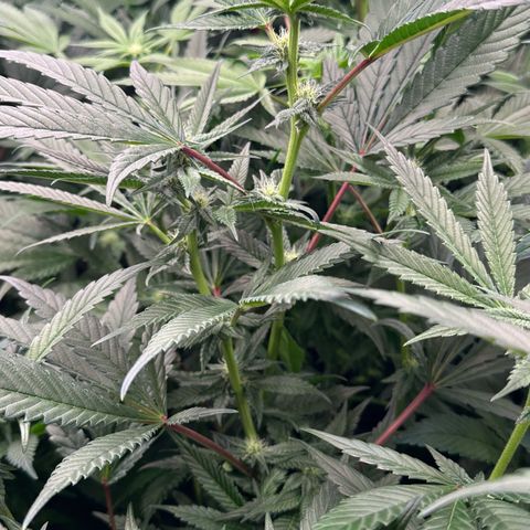 MiscxLAZ #29 C growlog timeline photo
