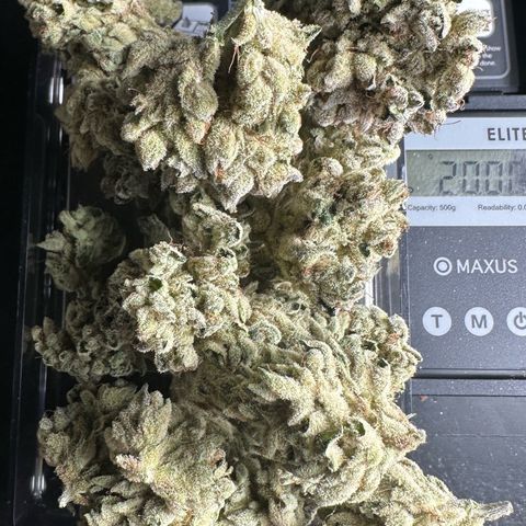Misc x (LA Kush x Zkittles) #26 60.7g growlog timeline photo