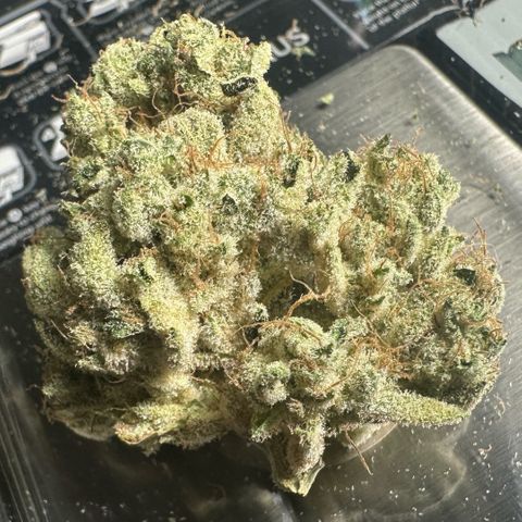 CxLAZ #15 52g growlog photo: Trim and put in grove bag, kind of dry.