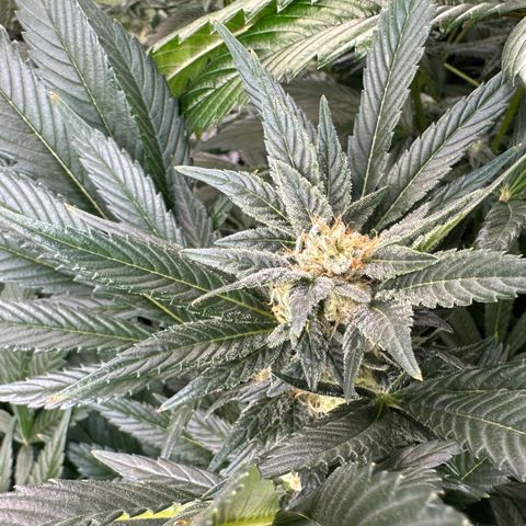 Fuel D.OG #2 Female 49.44g M growlog timeline photo
