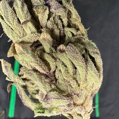 Misc x (LA Kush x Zkittles) #33 19.08g growlog photo: Moved to plastic bag