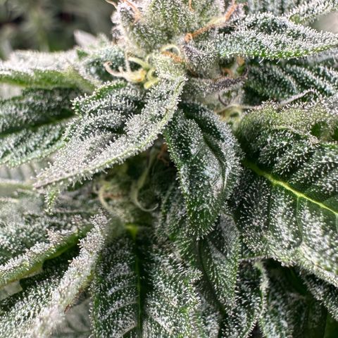 MiscxLAZ 5-4 34.63g growlog timeline photo