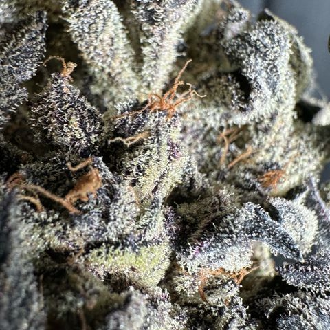 Misc x (LA Kush x Zkittles) #22 34.14g growlog photo: Moved to plastic bag