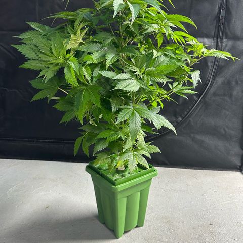 Fuel D.OG #1 Female 47.36g growlog timeline photo