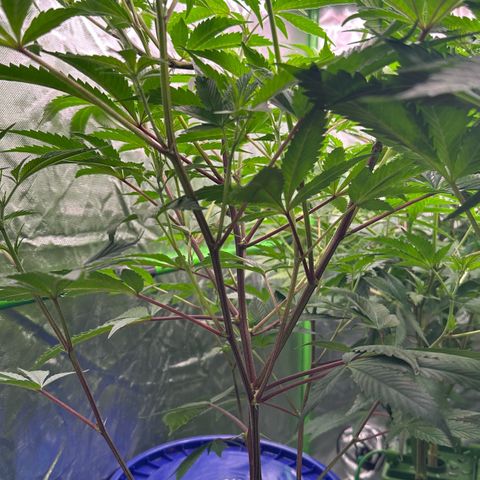 CxLAZ #03 C #1 58.58g growlog timeline photo