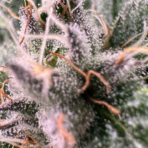 MiscxLAZ #29 C growlog timeline photo
