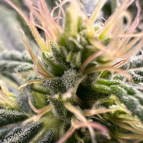 Fuel D.OG #2 Female 49.44g M growlog timeline photo