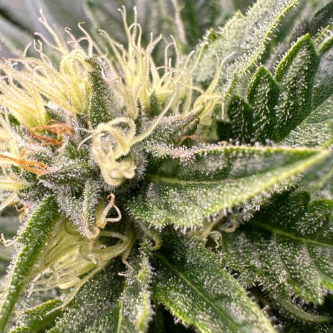 Fuel D.OG #1 Female 47.36g growlog timeline photo