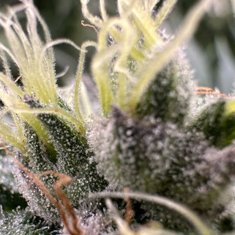 CxLAZ #03 C #1 58.58g growlog timeline photo