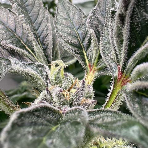 MiscxLAZ #37 C growlog timeline photo
