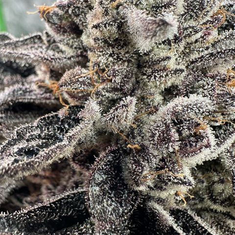 Misc x (LA Kush x Zkittles) #22 34.14g growlog timeline photo