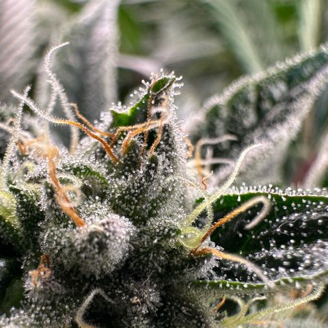 MiscxLAZ #26 C #1 47.15g growlog timeline photo