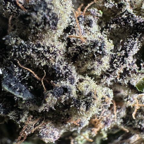 Misc x (LA Kush x Zkittles) #22 34.14g growlog timeline photo