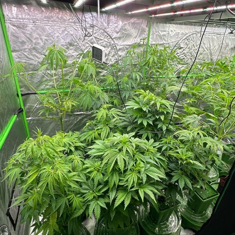 CxLAZ #16 50.72g growlog timeline photo