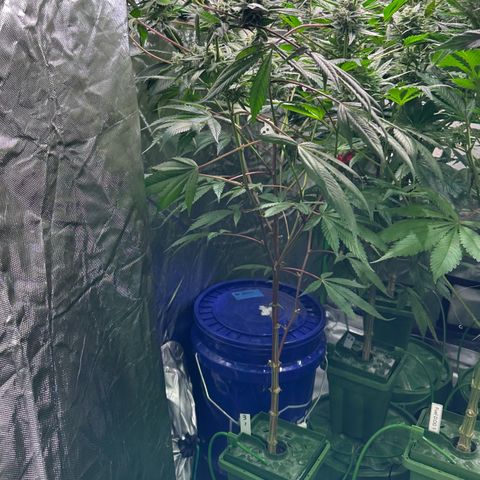 CxLAZ #03 C #1 58.58g growlog timeline photo