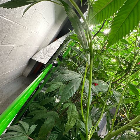 CxLAZ #31 C growlog timeline photo