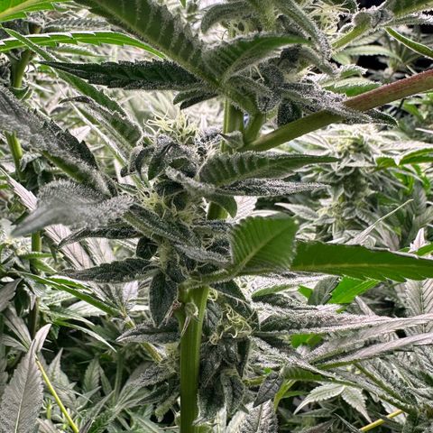 CxLAZ #31 C growlog timeline photo
