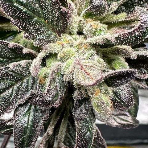 Misc x (LA Kush x Zkittles) #33 19.08g growlog timeline photo