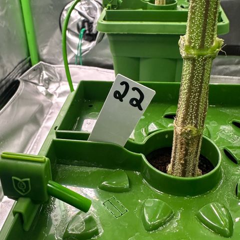 MiscxLAZ #22 C 42.33g growlog timeline photo