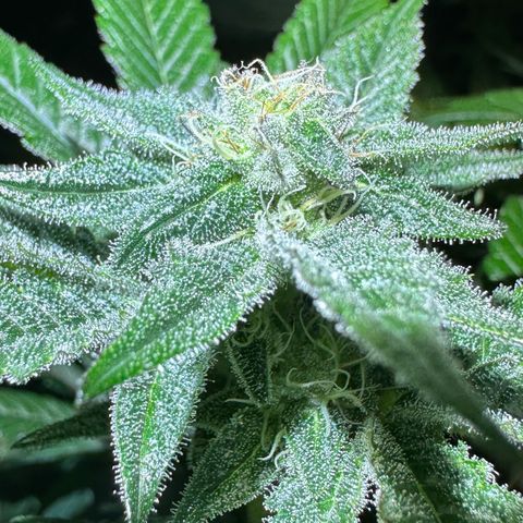 MiscxLAZ #29 C growlog timeline photo