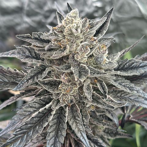 CxLAZ #11 50.28g growlog timeline photo