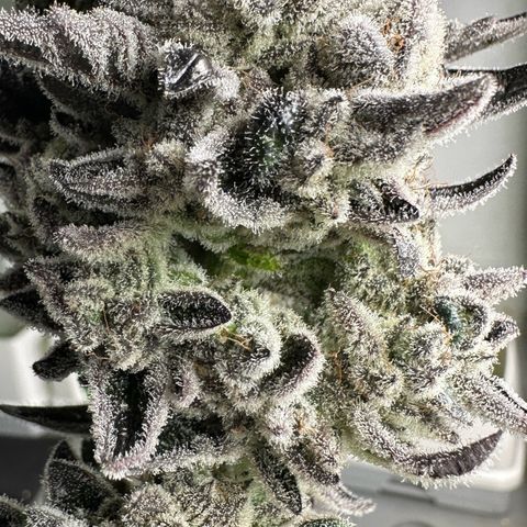 Misc x (LA Kush x Zkittles) #29 25.69g growlog photo: Harvest day