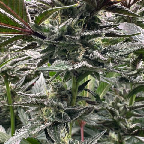 CxLAZ #03 C #1 58.58g growlog timeline photo