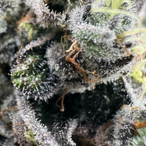 CxLAZ #24 37.13g growlog timeline photo