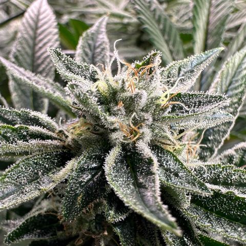 MiscxLAZ #26 C #1 47.15g growlog timeline photo