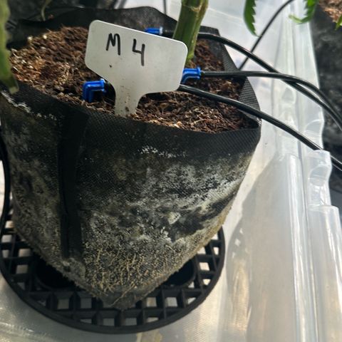 Misc x (LA Kush x Zkittles) #04 10.54g growlog timeline photo