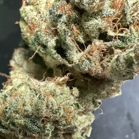 CxLAZ #06 growlog timeline photo