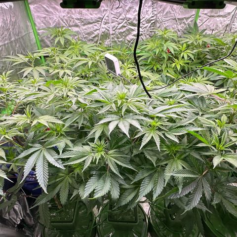 Fuel D.OG #1 Female 47.36g growlog photo: Moved to plastic bag
