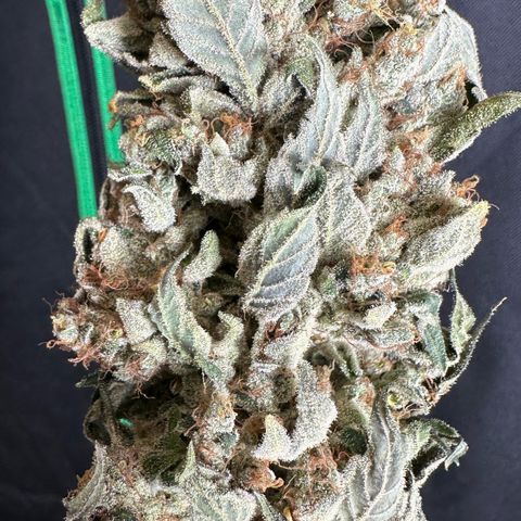 Misc x (LA Kush x Zkittles) #08 growlog photo: Moved to plastic bag
