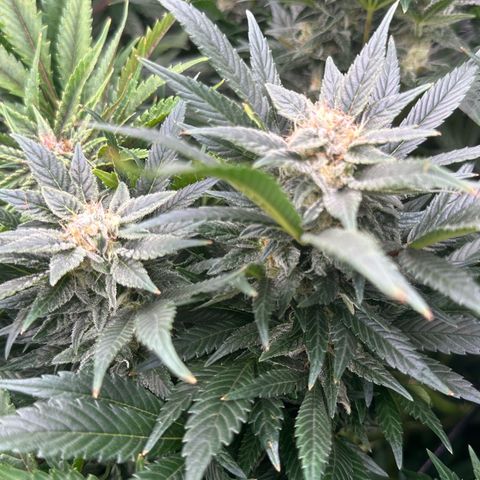 Fuel D.OG #2 Female 49.44g M growlog timeline photo