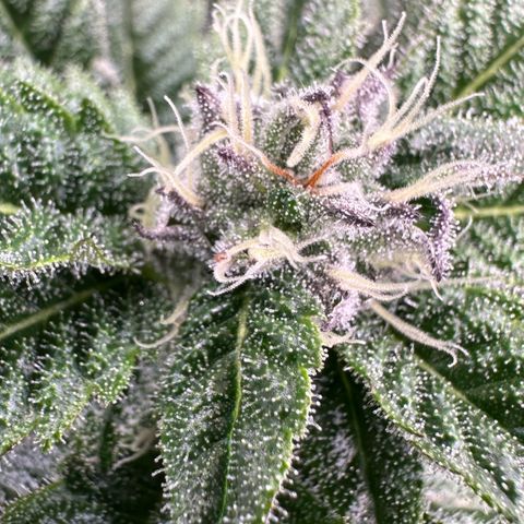 MiscxLAZ #22 C 42.33g growlog timeline photo